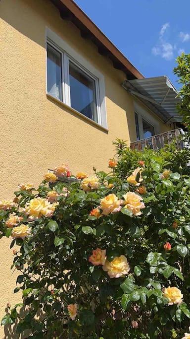 Duesseldorf Messe And Airport, 2-Bedroom Apartment With Kitchen And Garden Duisburg Eksteriør billede
